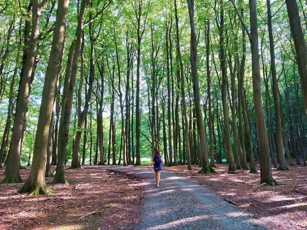  Park Jasmund - Rugia