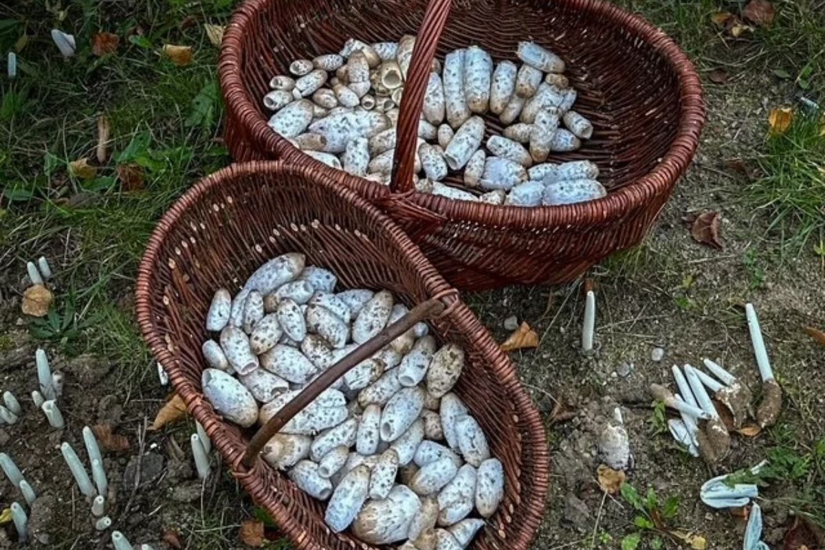 Kosze pełne czernidłaków kołpakowatych