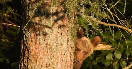 Zachowanie niedźwiadków hitem sieci. Tylko zobaczcie, co wyprawiają na drzewie