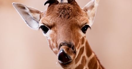 Wrocław. W zoo urodziła się mała żyrafa siatkowana