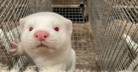 Koronawirus w Danii zmutował. Część kraju z nowymi restrykcjami