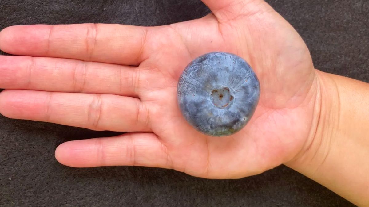 Takich borówek nie wyhodujesz w Polsce 