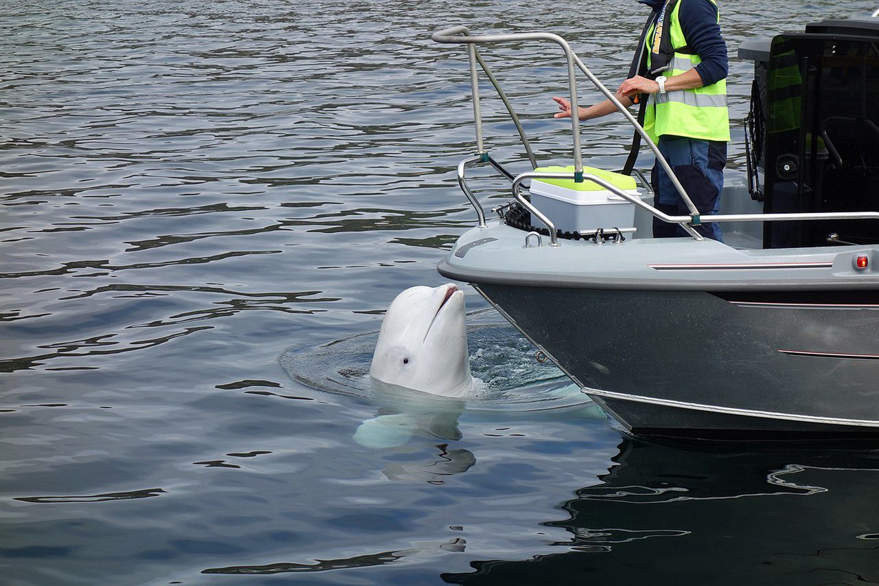 Beluga whale "spy" suspected of Russian ties found dead