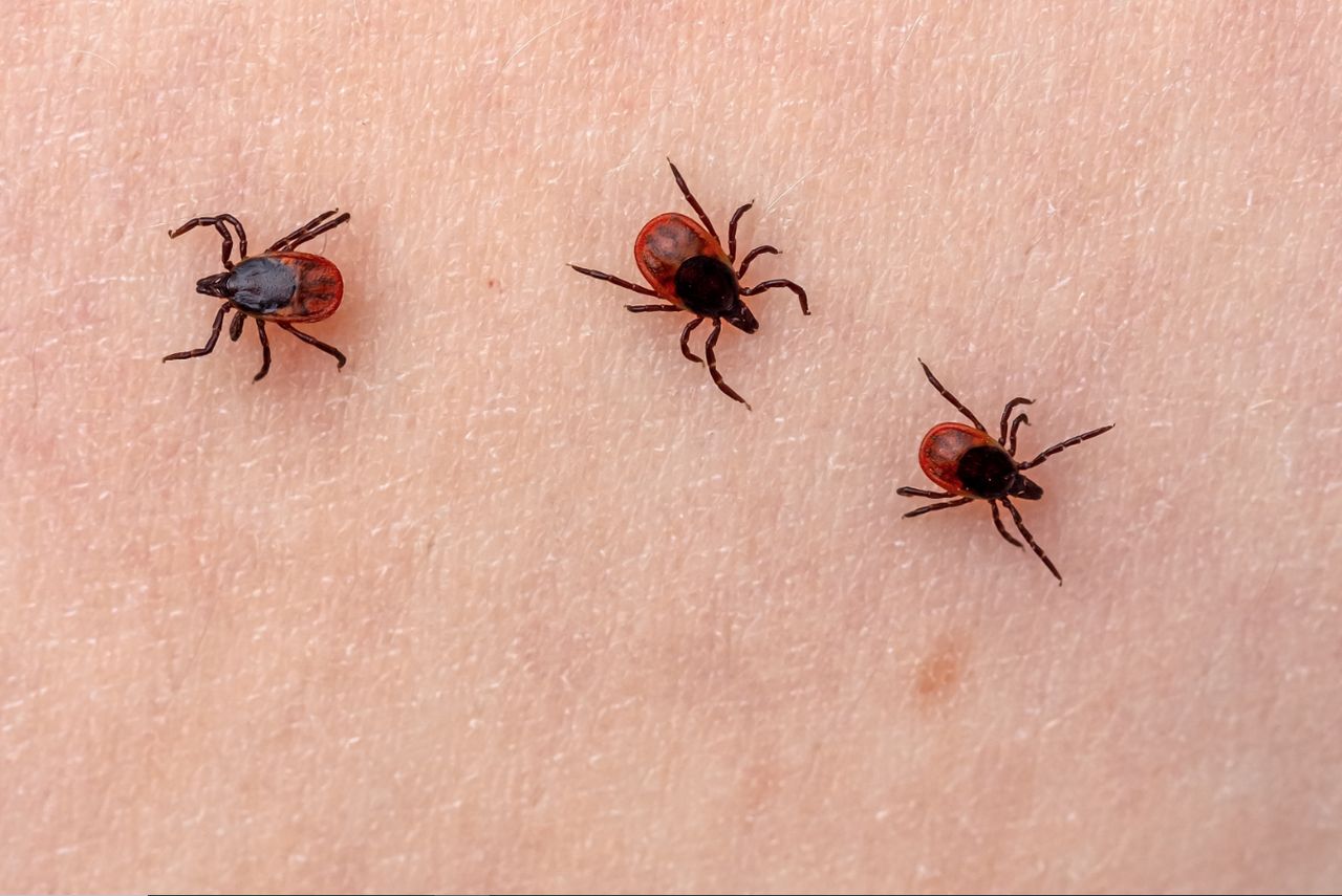 Natural remedy proven to keep ticks away