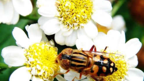 Kanapka Ortona - metoda na piękne rozmycie zdjęcia 1
