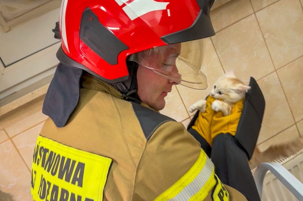 Kraśnik: Strażacy ruszyli na pomoc kotkowi uwięzionemu przy przedszkolu