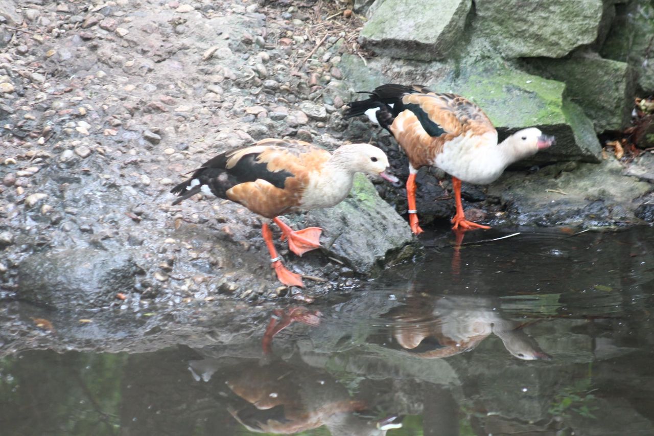 Warszawskie zoo ma nowych mieszkańców. To para grzywoszyjek amazońskich. Przybyły właśnie z ogrodu zoologicznego w Ostrawie (Miejski Ogród Zoologiczny Warszawa)