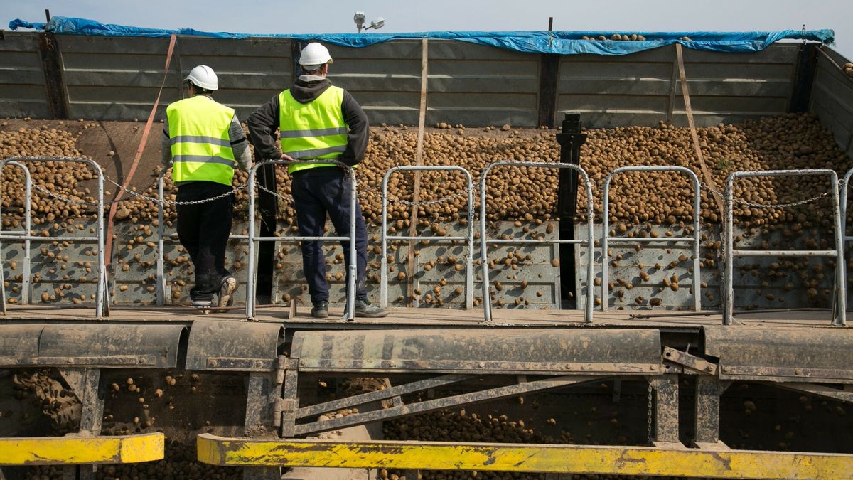 Skup ziemniaków (zdj. ilustracyjne) 