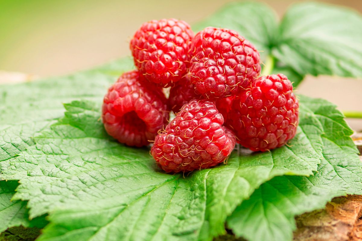 Who should not eat raspberries?
