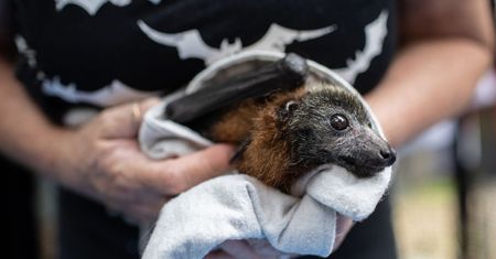 Koronawirus. Nowe odkrycie. Naukowcy przebadali nietoperze