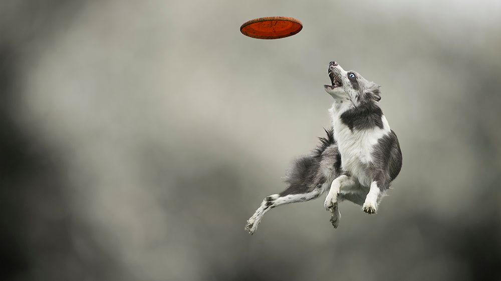 Zobacz jak wyglądają „Psy w akcji” na zdjęciach autorstwa Claudio Piccoli 1