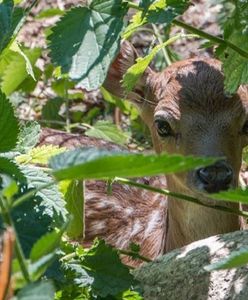 Nowy mieszkaniec płockiego ZOO