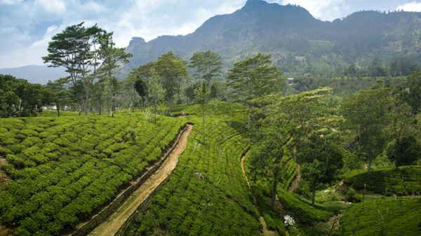 Sri Lanka spowita herbacianym aromatem