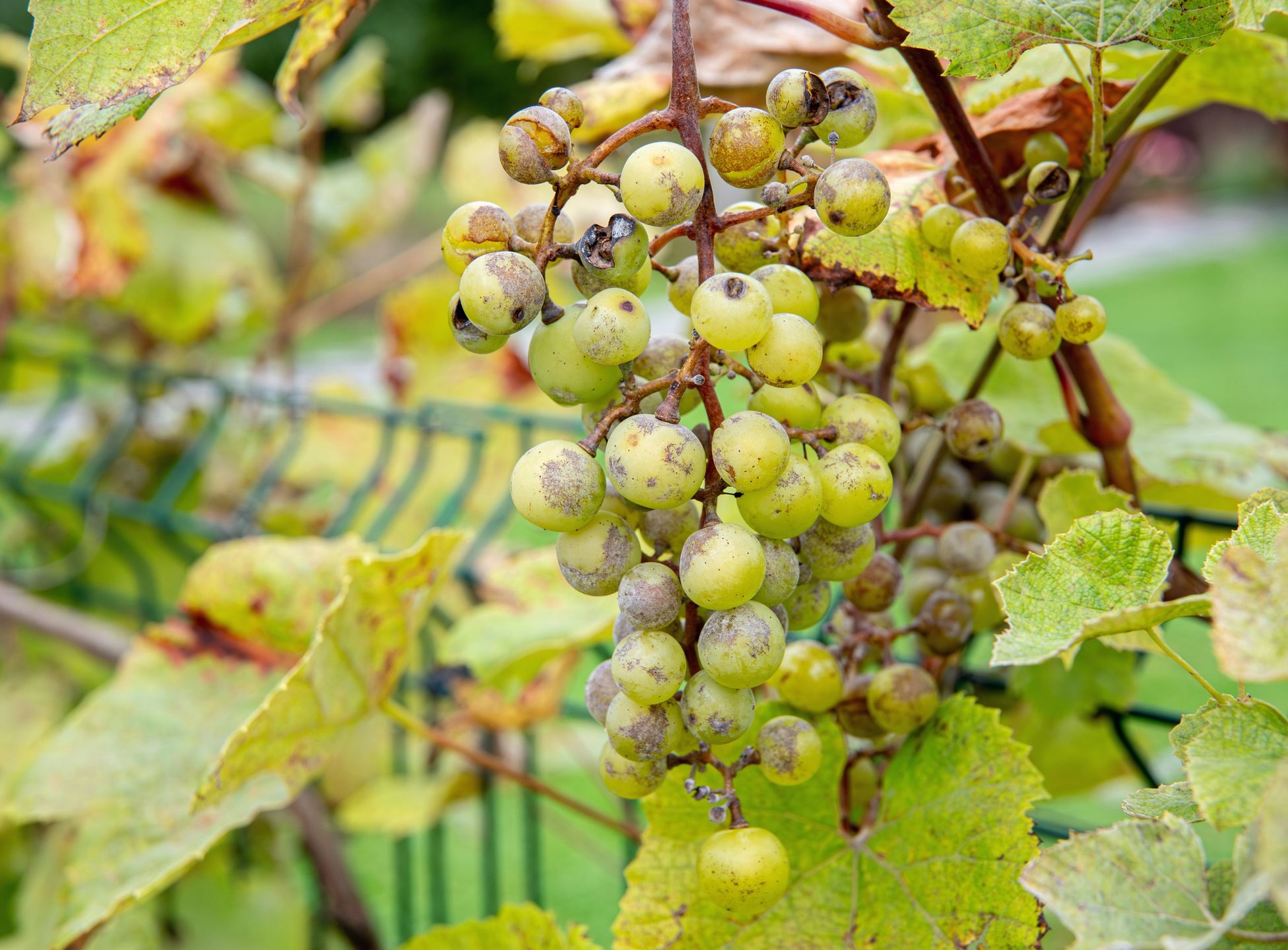 Botrytis cinerea or Oidium tuckeri on grapes. The fungal disease turns the grape clusters gray and causes them to break apart. The fungus destroys the crop.Botrytis cinerea or Oidium tuckeri on grapes. The fungal disease turns the grape clusters gray and causes them to break apart. The fungus destroys the crop.Helin Loik-Tomsonfungi, wine grapes, sick, gray mold, humid, destroys the crop, oidium tuckeri, ruins the harvest, split, outside, grape cluster