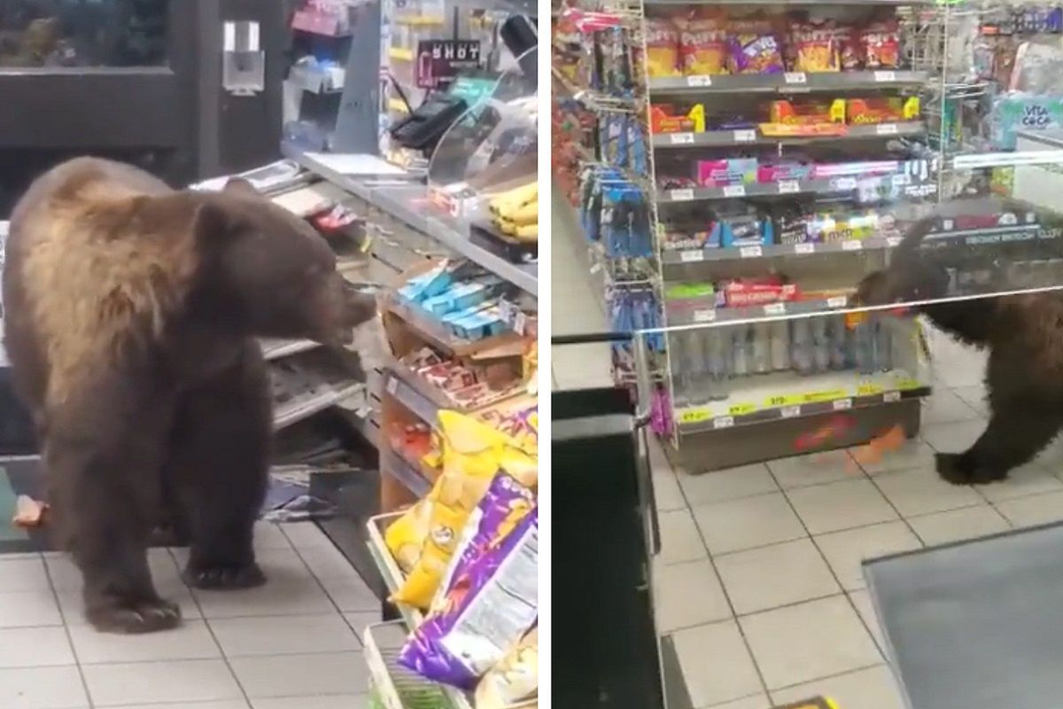 Niedźwiedź wpadł do sklepu jak "stały klient". Nagranie podbija sieć