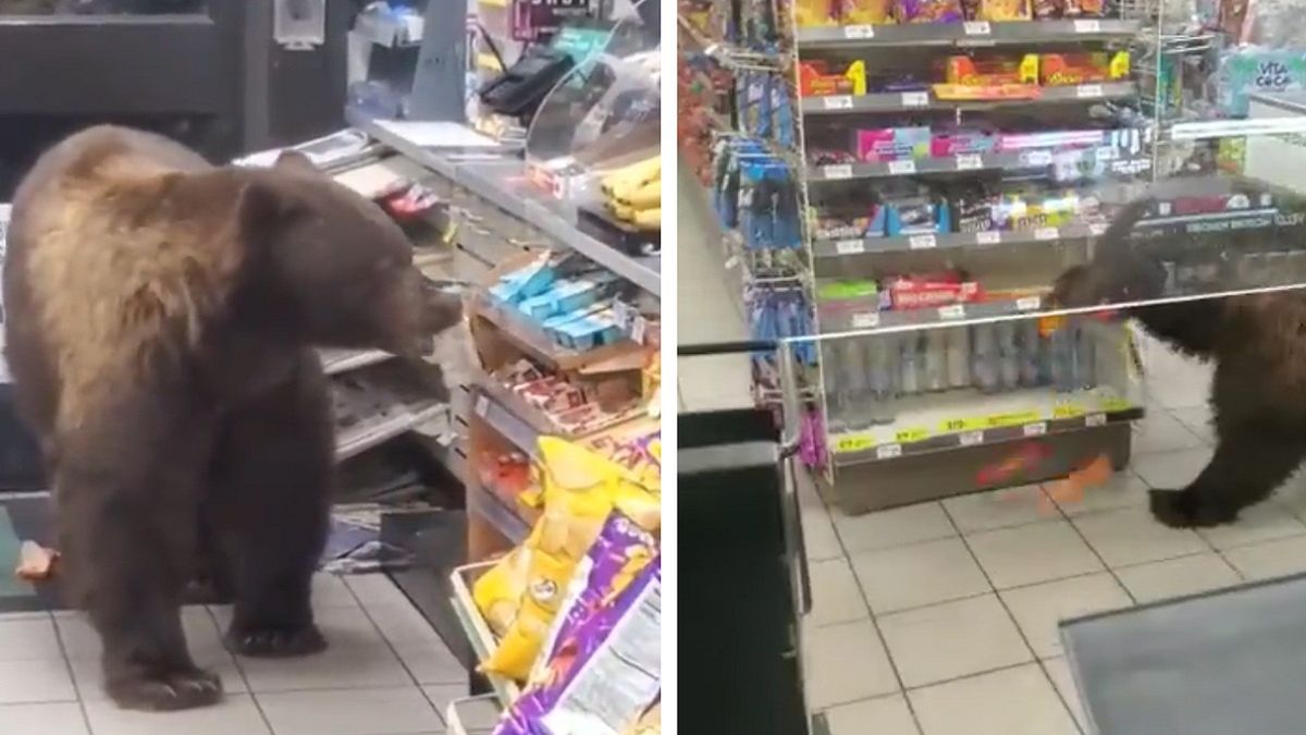 Niedźwiedź złodziejaszek wpadł do sklepu. Nagranie podbija sieć