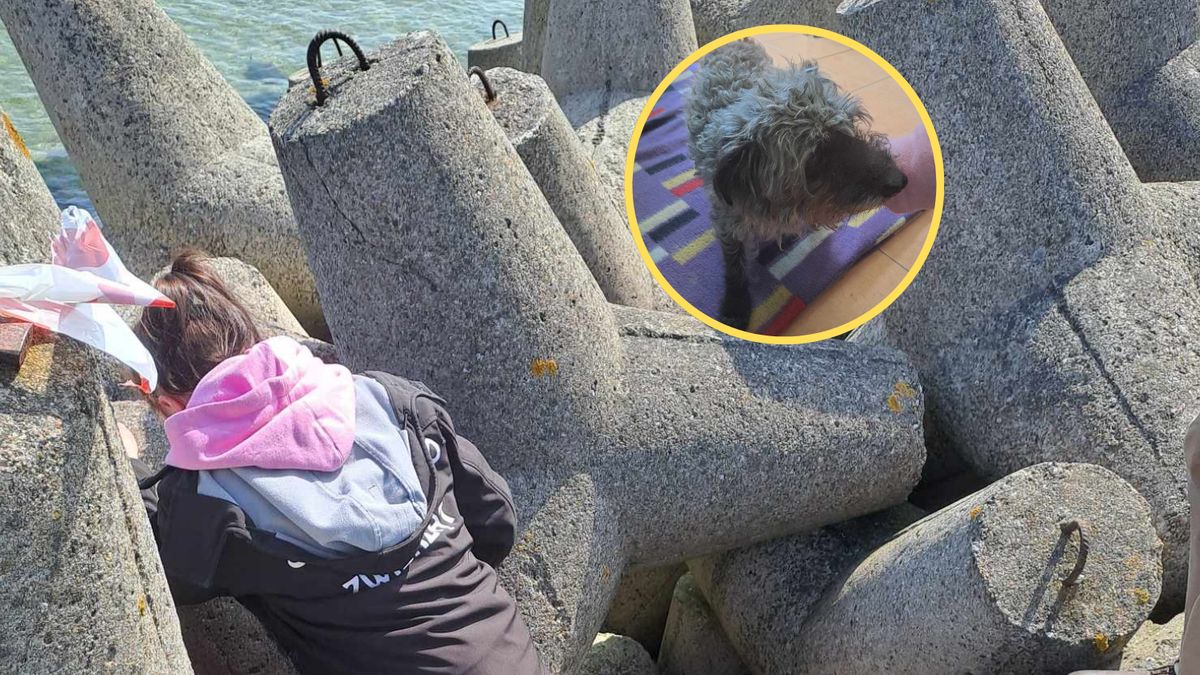 Pracownicy schroniska odłowili psa uwięzionego na falochronie  