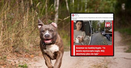 Groźny atak amstaffa na Saskiej Kępie. "Mój ukochany pies nie żyje"