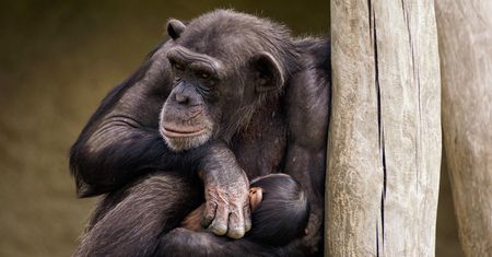 Tragedia w zoo. Szympansy nauczyły się otwierać klatki