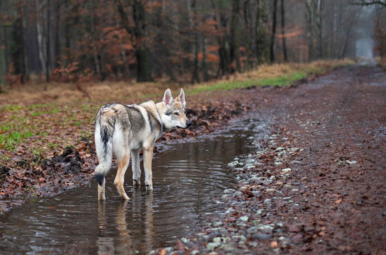 Błotne kąpiele psów – więcej niż tylko zabawa