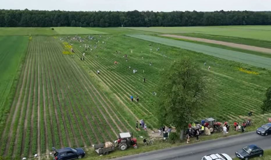 Zbiory truskawek u Manfreda Skrzypczyka cieszą się wielką popularnością