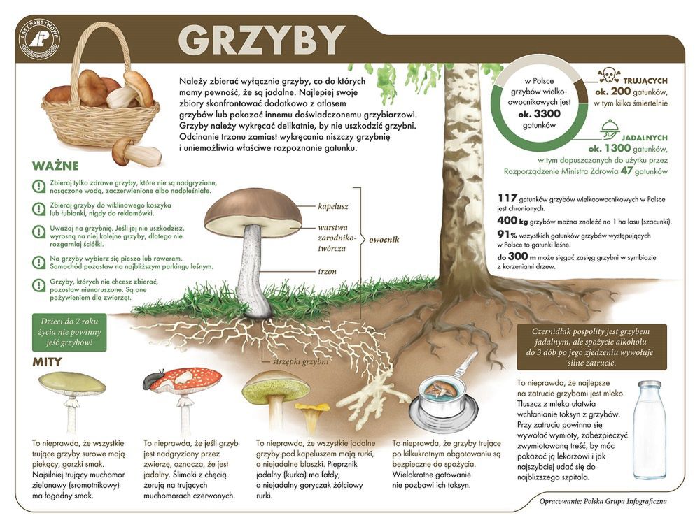 Zasady zbierania grzybów. Kiedy za grzybobranie można otrzymać mandat?