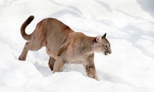Śmiertelny atak pumy w Kolorado. To pierwszy taki przypadek od lat
