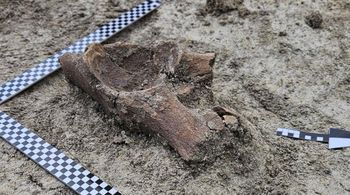 Niezwykłe znalezisko. Szczątki mamuta na budowie drogi S17