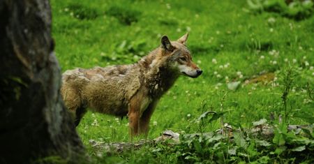 Niemcy. Mieszkańcy Rohren podejrzewają, że w okolicy błąkają się wilki