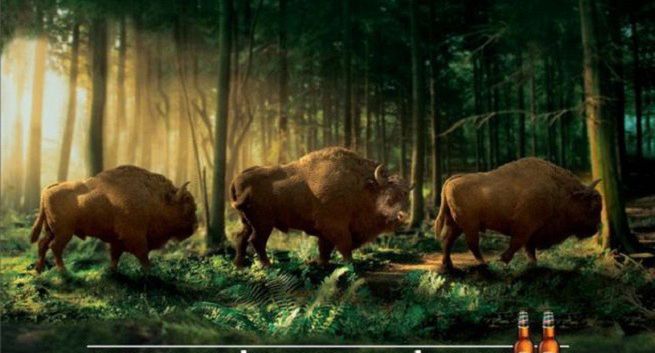 „Żubr idzie za Żubrem” ulubioną reklamą, kampania Play najpopularniejsza (wideo)