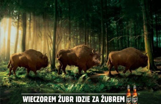 „Żubr idzie za Żubrem” ulubioną reklamą, kampania Play najpopularniejsza (wideo)