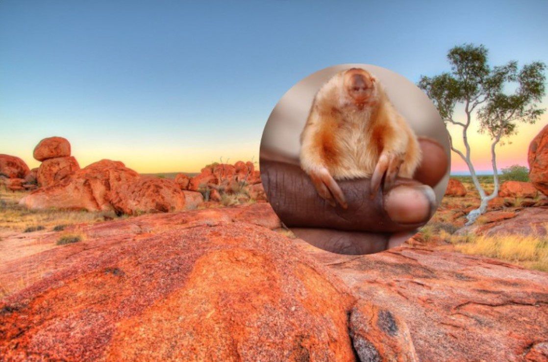 Na australijskiej pustyni udało się zaobserwować bardzo rzadkie zwierzę