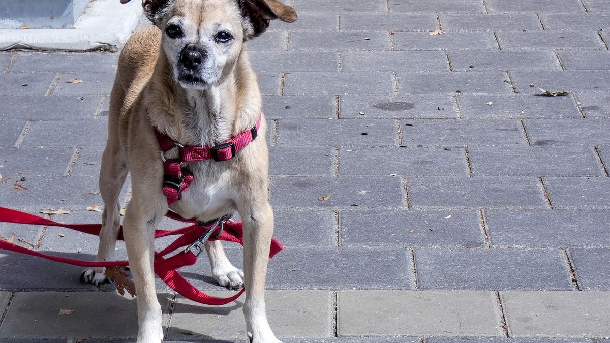 Zostawianie czworonoga przed sklepem może nas sporo kosztować