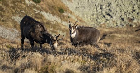 Tatry: Rozpoczęło się jesienne liczenie kozic