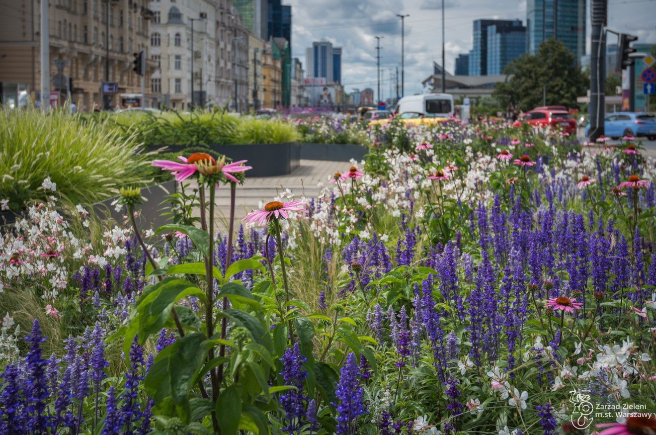 Warszawa. Kwiatowa przestrzeń w centrum miasta (fot. Zieleń Warszawska - Facebook)