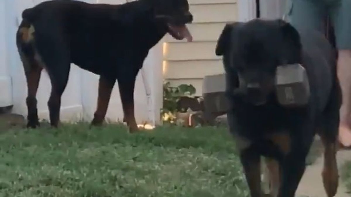 Pies ma niesamowite hobby