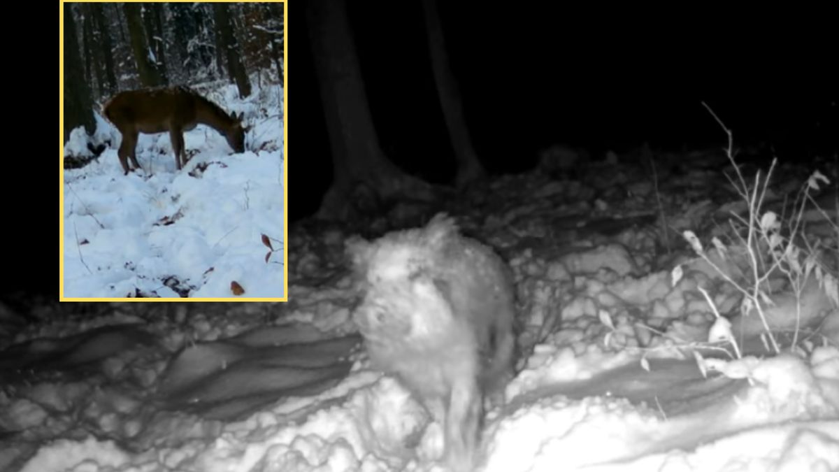 W tym przypadku to dzik był...jeleniem dla jelenia!