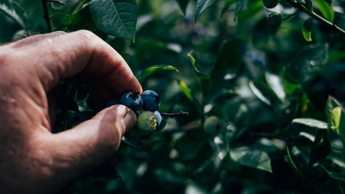 "Choroba brudnych jagód" jest bardzo groźna