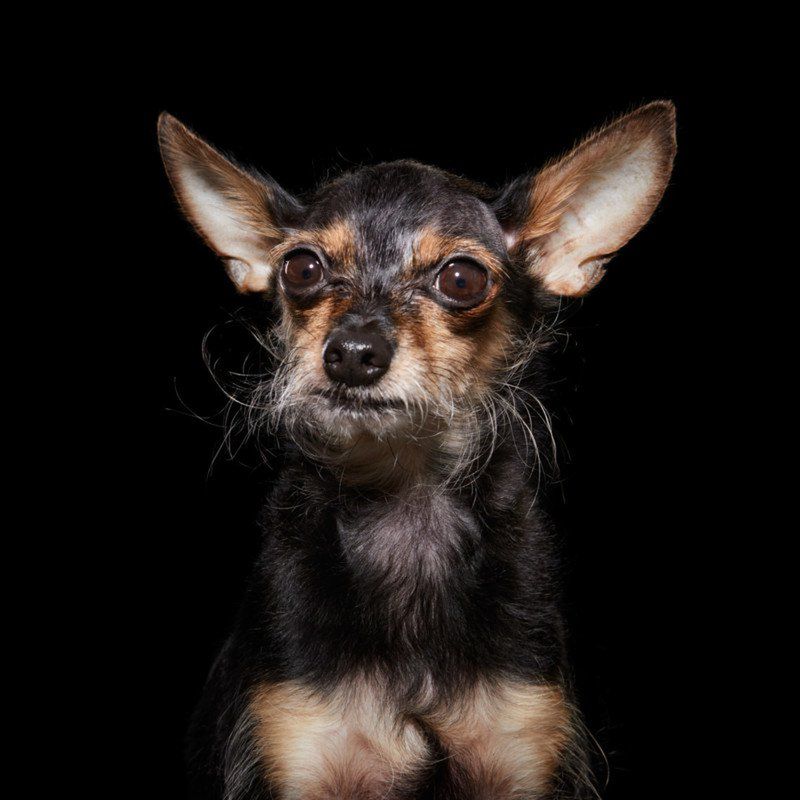 Czarne psiaki też potrzebują miłości. Fotografka stworzyła ten projekt, by pomóc w adopcjach 7