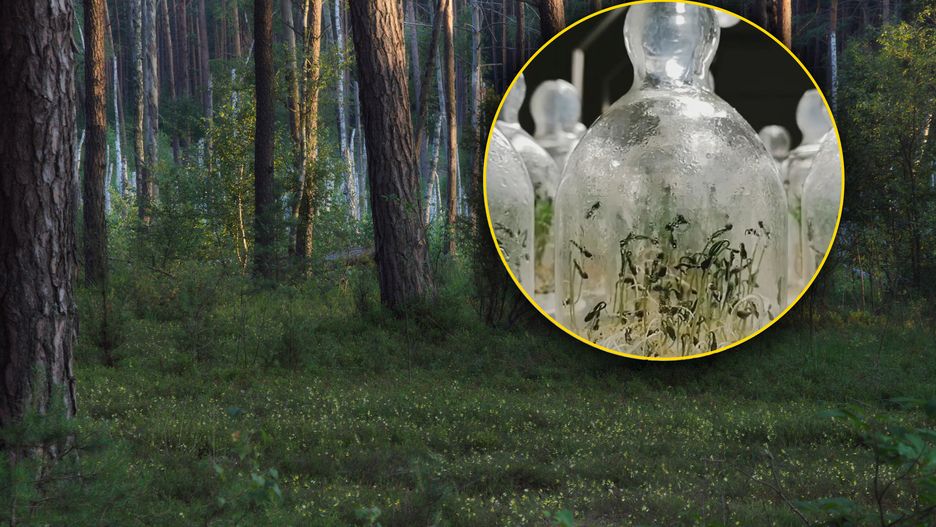 Nagranie "tańczących" sadzonek jest hitem 