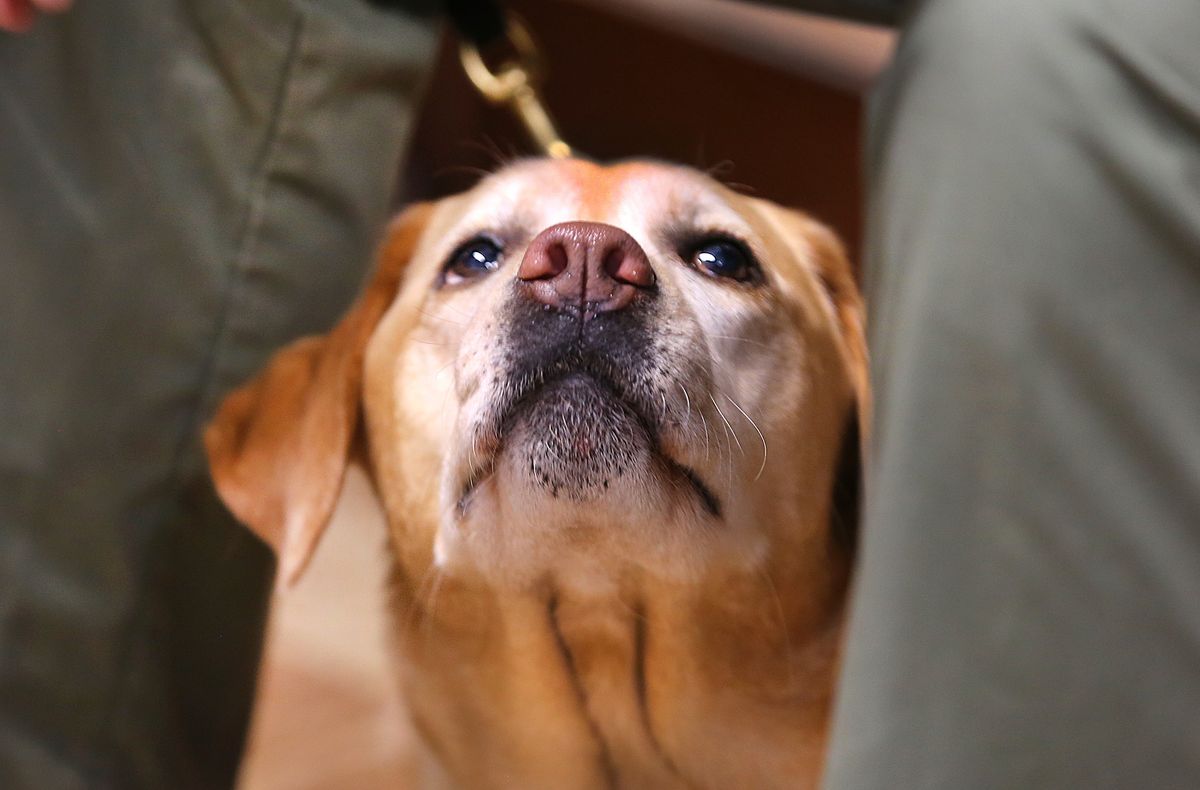 Melrose, MA - March 29: Nancy, a Golden Lab waits with owner, Mass. State Police k-9 trooper Mike Rockett. The dogs have to detect 10 fundamental explosive odors to pass the test. The Melrose Police Dept. hosted more than 100 police explosive-sniffing dogs from around New England during the ATF National Odor Recognition Testing certification program at the closed Beebe Elementary School in Melrose, MA on March 29, 2022. (Photo by John Tlumacki/The Boston Globe via Getty Images)