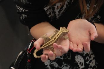 Wałbrzych: Weekend z gadami, pająkami i ssakami egzotycznymi