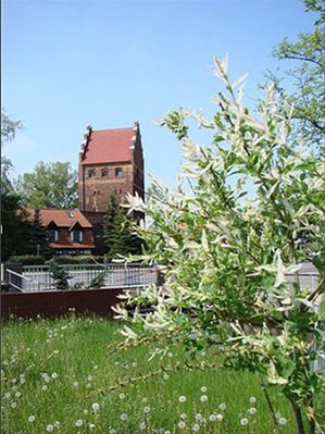 Obraz