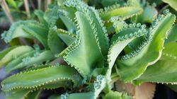 6 leczniczych roślin, które powinny znaleźć się w każdym domu