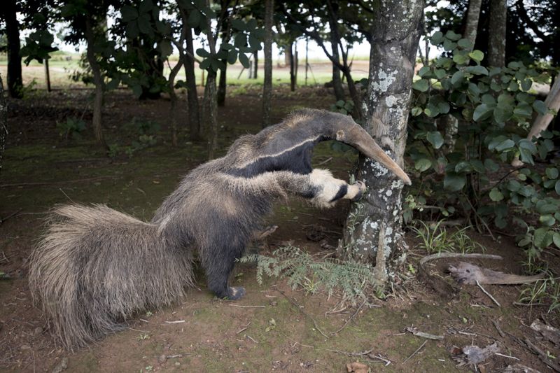 Zwycięzca Wildlife Photographer of the Year zrobił zdjęcie... wypchanego zwierzęcia 2