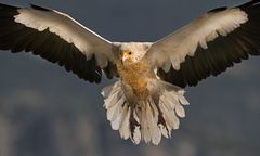 Wielka Brytania. Sęp egipski widziany po raz pierwszy od 150 lat