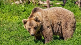 Zakopane: Trzy niedźwiedzie na przystanku autobusowym
