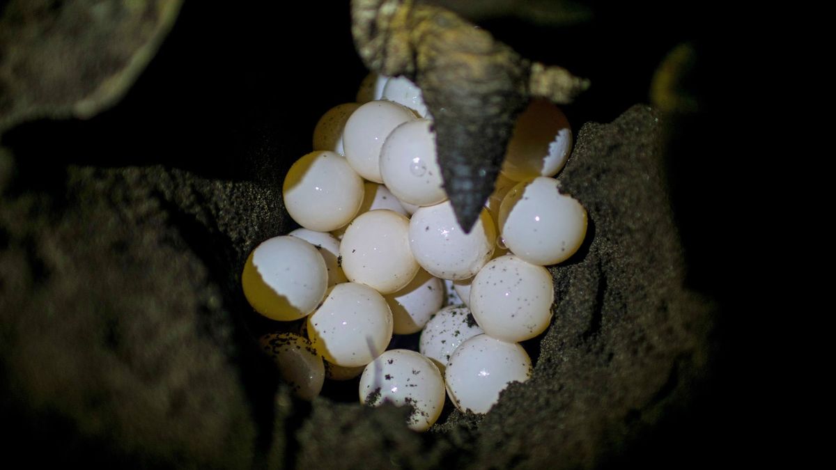 Żółwie morskie kilka razy w roku składają jaja na plażach.