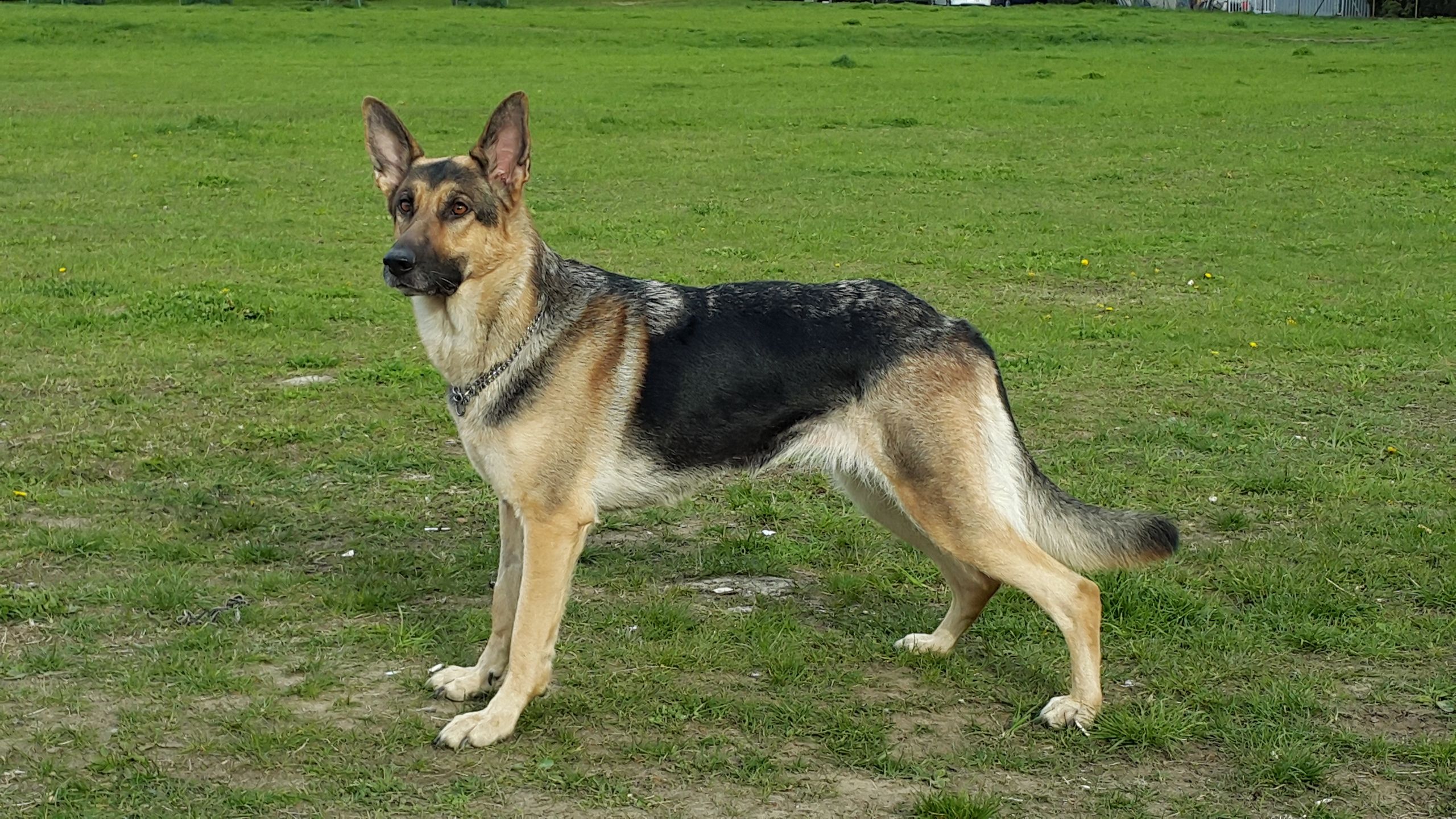 Owczarek Niemiecki