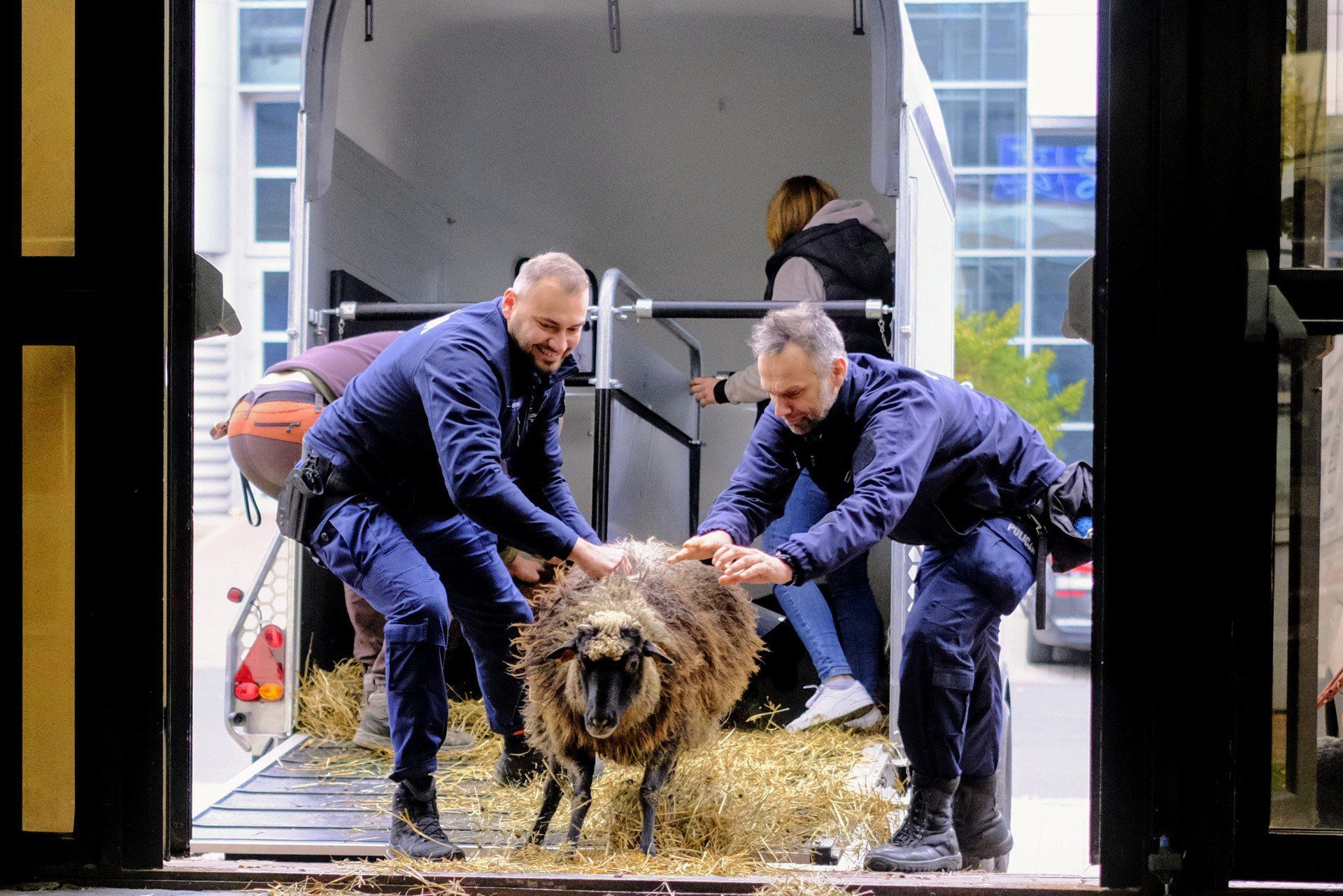 Międzynarodowe Wystawy Psów Rasowych